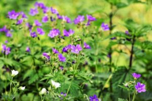 部屋の加齢臭を効果的に消臭する方法は？