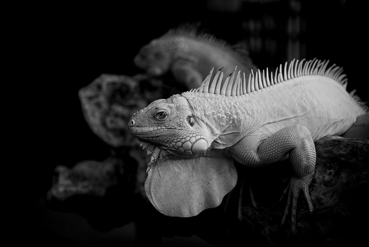 加齢臭対策に最適なサプリのおすすめは？